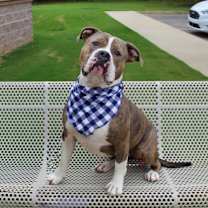 Thumbnail photo of Spike 1042-24 #2