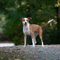 Thumbnail photo of Ellie (In Foster w/ Trainer) #4