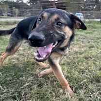 Thumbnail photo of Stormy #1