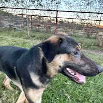 Thumbnail photo of Stormy #2