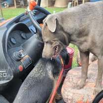 Thumbnail photo of Stormy #3