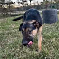 Thumbnail photo of Stormy #4