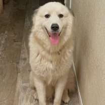 Thumbnail photo of Duke #1