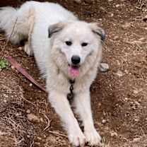 Thumbnail photo of Duke #2