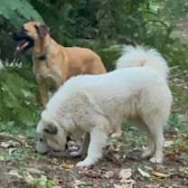 Thumbnail photo of Duke #3