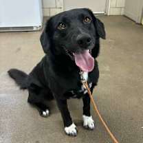 Thumbnail photo of Bear #2