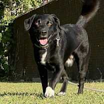 Thumbnail photo of Bear #4