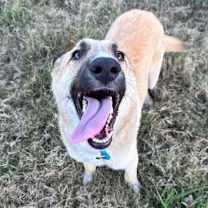 Thumbnail photo of Blade #1