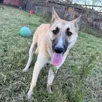 Thumbnail photo of Blade #2