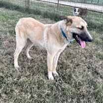 Thumbnail photo of Blade #3