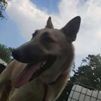 Thumbnail photo of Blade #4