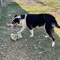 Thumbnail photo of Lady Bug #4