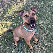 adopt-pet