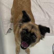 adopt-pet