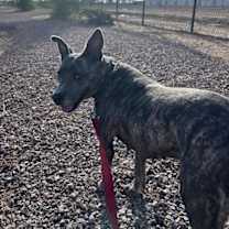 adopt-pet