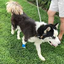 Thumbnail photo of Buckwheat #2