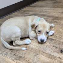 Thumbnail photo of Birch (Formerly Kahoot) #1