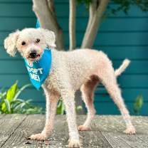 Thumbnail photo of Nosforatu #1