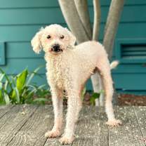 Thumbnail photo of Nosforatu #3