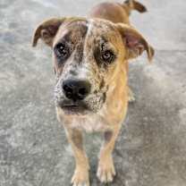 Thumbnail photo of Chong #1