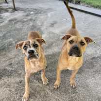 Thumbnail photo of Chong #2