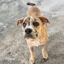 Thumbnail photo of Chong #4