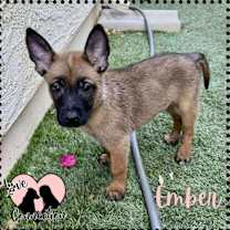 adopt-pet