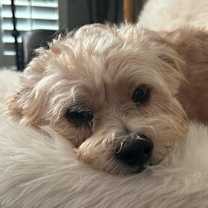 Thumbnail photo of Bear (must be adopted with Chanel) #1