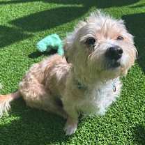 Thumbnail photo of Bear (must be adopted with Chanel) #2