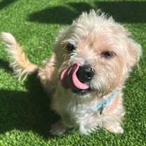 Thumbnail photo of Bear (must be adopted with Chanel) #3