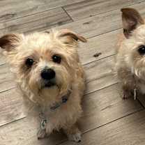 Thumbnail photo of Bear (must be adopted with Chanel) #4