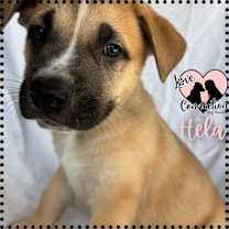 adopt-pet