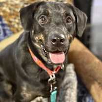 Thumbnail photo of Sonic #1