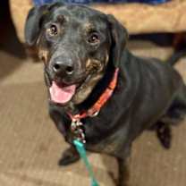 Thumbnail photo of Sonic #2