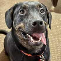 Thumbnail photo of Sonic #4