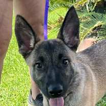 Thumbnail photo of Piper #1