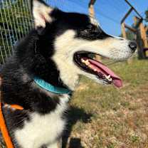 Thumbnail photo of Tod #4