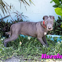 Thumbnail photo of Hazelnut  #1