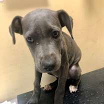 Thumbnail photo of Hazelnut  #2