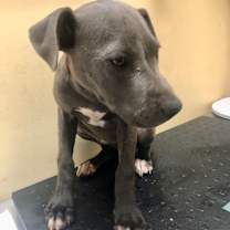 Thumbnail photo of Hazelnut  #3