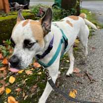 Thumbnail photo of Mr Miyagi #4