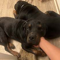 Thumbnail photo of Alpha and Ransom #1