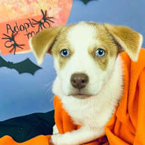 adopt-pet