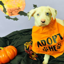 adopt-pet