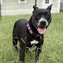 Thumbnail photo of 182612 Peach #1