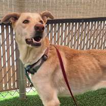 adopt-pet