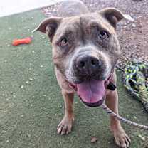 adopt-pet