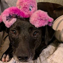 Thumbnail photo of Lil Mac Henson #2