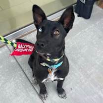 adopt-pet