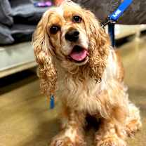 Thumbnail photo of Milton - Adoption Pending #1